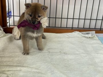 柴犬(標準サイズ)【岡山県・女の子・2021年10月29日・赤】の写真「明るい性格の女の子！」