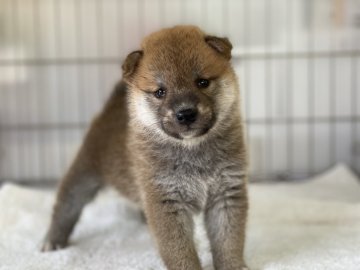 柴犬(標準サイズ)【岡山県・男の子・2021年5月29日・赤】の写真「キリッとしたハンサムくん」