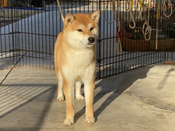 柴犬(標準サイズ)【岡山県・男の子・2021年2月5日・赤】の写真「優しい性格の男の子。遺伝子検査クリア！」