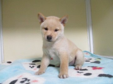 柴犬(標準サイズ)【岡山県・男の子・2020年8月7日・白】の写真「優しいお顔の男の子」