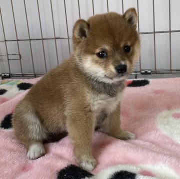 柴犬(豆柴)【岡山県・女の子・2024年2月7日・赤 こふゆ】の写真「まんまるなたぬき顔！可愛い豆柴ちゃん♡」