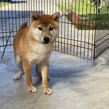 柴犬(標準サイズ)【岡山県・男の子・2023年8月15日・赤】の写真「明るい性格で人懐っこい男の子！」