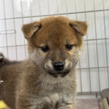 柴犬(標準サイズ)【岡山県・男の子・2024年9月7日・赤】の写真「フレンドリーな男の子です！父犬 完成犬♡」