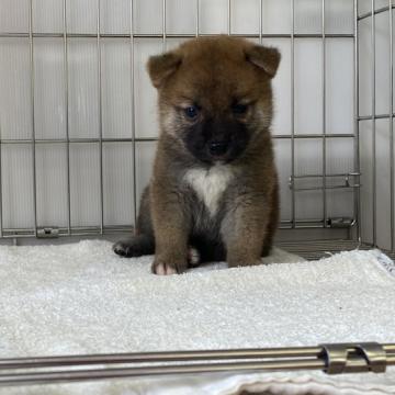 柴犬(標準サイズ)【岡山県・男の子・2022年7月18日・赤】の写真「可愛いお顔の柴犬くん！」