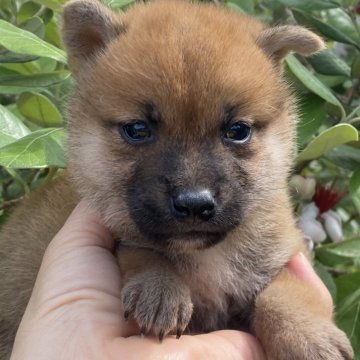 柴犬(標準サイズ)【岡山県・女の子・2024年5月2日・赤】の写真「アイラインくっきり！凛としたお顔の女の子」