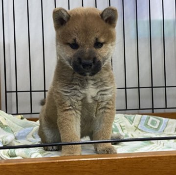 柴犬(標準サイズ)【岡山県・女の子・2024年1月14日・赤】の写真「愛嬌いっぱいの女の子」