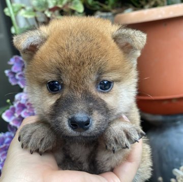 柴犬(標準サイズ)【岡山県・男の子・2024年5月2日・赤】の写真「小柄ですが元気いっぱい！」