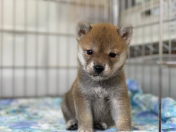 柴犬(標準サイズ)【岡山県・男の子・2021年7月17日・赤】の写真「明るい毛色の男の子！」