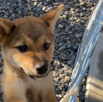 柴犬(標準サイズ)【岡山県・男の子・2023年7月28日・赤】の写真「明るい性格の男の子です。」