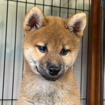 柴犬(標準サイズ)【岡山県・女の子・2024年5月14日・赤】の写真「綺麗な赤毛の女の子です。父犬完成犬！」