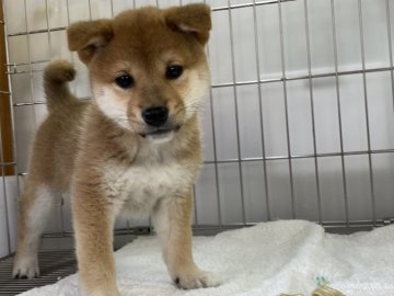 柴犬(標準サイズ)【岡山県・男の子・2022年2月1日・赤】の写真「綺麗な赤毛の男の子！」