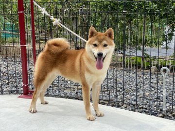 柴犬(標準サイズ)【岡山県・男の子・2020年11月8日・赤】の写真「明るい毛色のハンサムくんです」