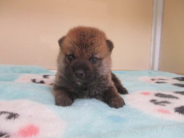 柴犬(標準サイズ)【岡山県・男の子・2020年7月3日・赤】の写真「父犬賞歴有り！キリッとしたお顔の男の子」