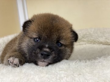 柴犬(標準サイズ)【岡山県・男の子・2021年1月19日・赤】の写真「真っ黒なお口が可愛いです」