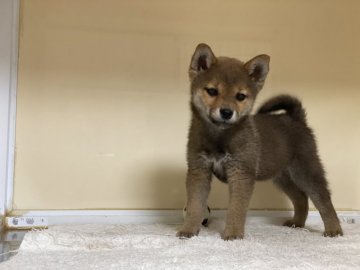 柴犬(標準サイズ)【岡山県・男の子・2020年11月17日・赤】の写真「優しいお顔の男の子」