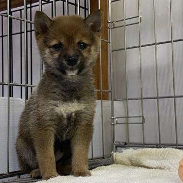 柴犬(豆柴)【岡山県・女の子・2022年9月2日・赤】の写真「愛嬌たっぷりの豆柴ちゃん」