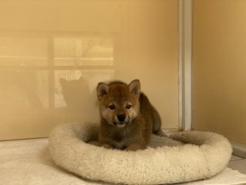 柴犬(標準サイズ)【岡山県・女の子・2021年5月29日・赤】の写真「可愛いお顔の女の子」