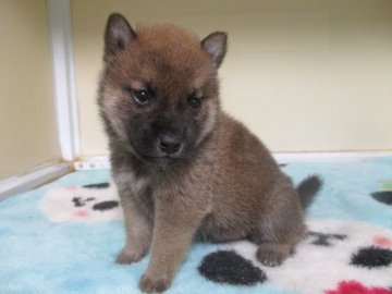 柴犬(標準サイズ)【岡山県・男の子・2020年11月17日・赤】の写真「すくすく育った男の子！」