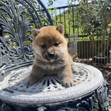 柴犬(標準サイズ)【岡山県・男の子・2023年3月12日・赤】の写真「綺麗な赤毛の男の子！父犬賞歴あり。」