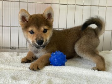 柴犬(標準サイズ)【岡山県・男の子・2021年7月17日・赤】の写真「愛嬌たっぷりの男の子」