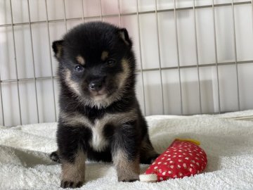 柴犬(標準サイズ)【岡山県・女の子・2021年7月13日・黒】の写真「可愛いお顔の女の子！」