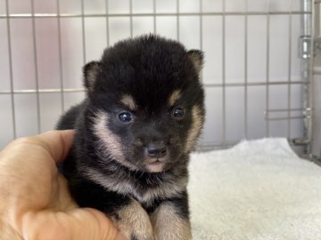 柴犬(豆柴)【岡山県・女の子・2021年6月14日・黒】の写真「両親ともに３代豆柴豆柴認定！配色綺麗な女の子です」