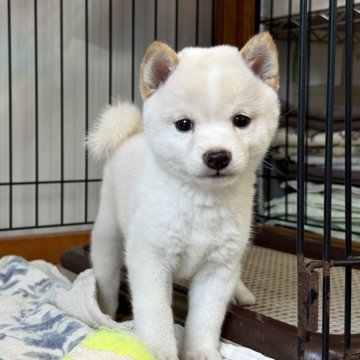 柴犬(豆柴)【岡山県・女の子・2024年8月22日・白】の写真「モフモフで可愛すぎ♡白豆柴ちゃん」