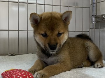 柴犬(標準サイズ)【岡山県・女の子・2021年7月3日・赤】の写真「黒い毛は徐々にとれますよ。」