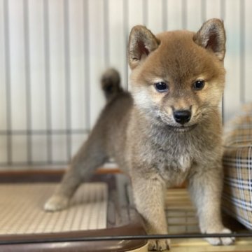 柴犬(標準サイズ)【岡山県・男の子・2023年6月23日・赤】の写真「フレンドリーな男の子！父犬賞歴有。」