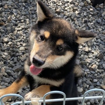 柴犬(豆柴)【岡山県・男の子・2023年4月10日・黒】の写真「両親黒から生まれた豆柴ちゃん」