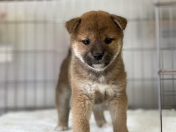 柴犬(標準サイズ)【岡山県・女の子・2021年4月18日・赤】の写真「可愛いお顔の女の子」