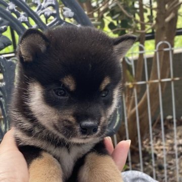 柴犬(豆柴)【岡山県・男の子・2023年8月11日・黒】の写真「配色綺麗な豆柴くん！」