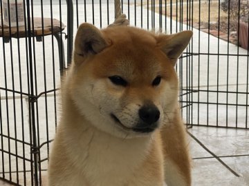 柴犬(標準サイズ)【岡山県・男の子・2021年4月19日・赤】の写真「人懐っこい男の子です」