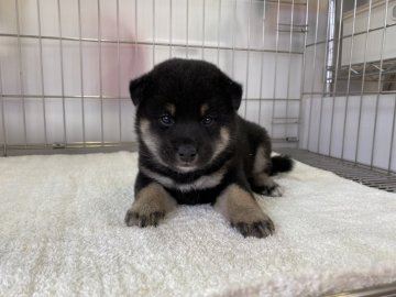 柴犬(標準サイズ)【岡山県・女の子・2021年12月2日・黒】の写真「コロコロに育った女の子です」