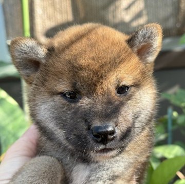 柴犬(標準サイズ)【岡山県・男の子・2024年9月5日・赤】の写真「お茶目な男の子です。」