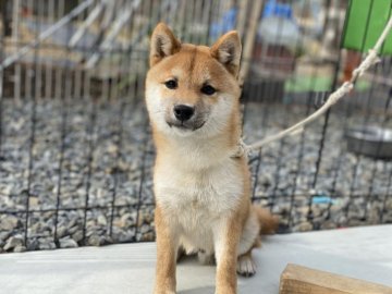 柴犬(豆柴)【岡山県・男の子・2020年9月21日・赤】の写真「優しいお顔の豆柴くん」