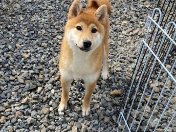 柴犬(標準サイズ)【岡山県・女の子・2021年9月15日・赤】の写真「両親遺伝子検査クリア！可愛いお顔の女の子です。」