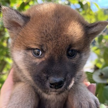 柴犬(標準サイズ)【岡山県・男の子・2024年9月5日・赤】の写真「綺麗な赤毛の男の子です。」