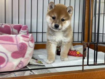 柴犬(豆柴)【岡山県・男の子・2021年11月3日・赤】の写真「明るい性格で綺麗な赤毛の豆柴くん！」