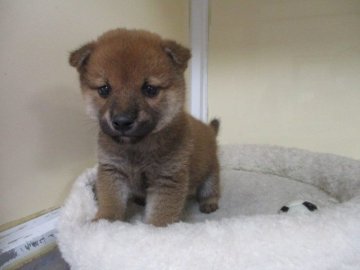 柴犬(標準サイズ)【岡山県・男の子・2020年12月2日・赤】の写真「父犬賞歴有り！優しいお顔の男の子」