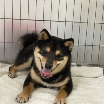 柴犬(豆柴)【岡山県・女の子・2022年9月2日・黒】の写真「小柄で元気な豆柴ちゃんです。」