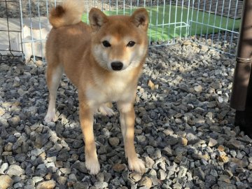 柴犬(豆柴)【岡山県・女の子・2021年3月23日・赤】の写真「綺麗な毛色で小ぶりな豆柴ちゃん」