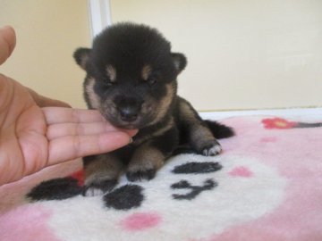 柴犬(標準サイズ)【岡山県・女の子・2020年7月12日・黒】の写真「配色が綺麗な黒柴ちゃんです」