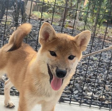 柴犬(標準サイズ)【岡山県・男の子・2023年4月10日・赤】の写真「キリッとしたお顔立ち！」