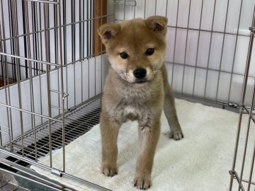 柴犬(標準サイズ)【岡山県・男の子・2021年12月11日・赤】の写真「人懐っこい性格の男の子！両親遺伝子検査クリア」