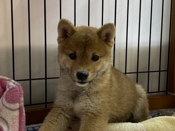 柴犬(豆柴)【岡山県・男の子・2021年10月27日・赤】の写真「丸顔でおめめパッチリな男の子」