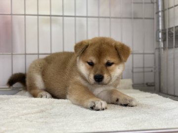 柴犬(標準サイズ)【岡山県・女の子・2021年7月15日・赤】の写真「明るい毛色の女の子」