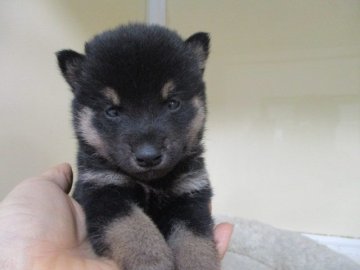 柴犬(標準サイズ)【岡山県・男の子・2020年12月11日・黒】の写真「小ぶり黒柴くん」