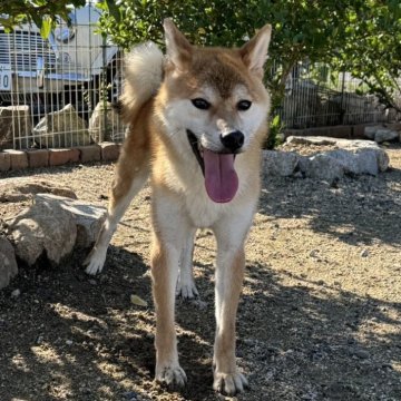 柴犬(標準サイズ)【岡山県・男の子・2023年3月21日・赤】の写真「綺麗な赤毛のフレンドリーな男の子です！」