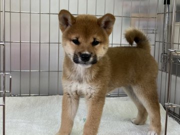 柴犬(標準サイズ)【岡山県・男の子・2022年2月1日・赤】の写真「キリッとしたお顔の男の子！」